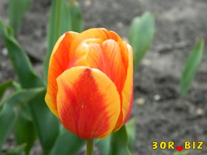 Жёлто-красный тюльпан