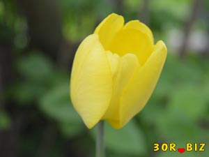 Жёлтый тюльпан