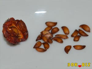 Семена рябины и ягода сухая