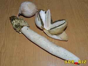 3 гриба весёлка: взрослый, спелый и в разрезе