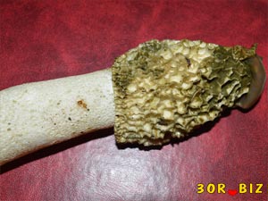 Шляпка и ножка взрослого гриба весёлка