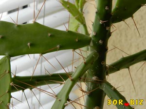 Колючие растения с шипами