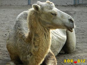 Интересные сведения о верблюдах