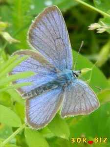 Голубая бабочка самец