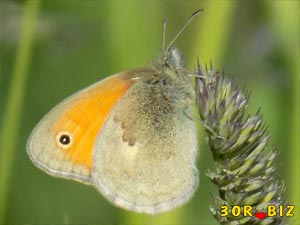 Бабочка сенница памфил
