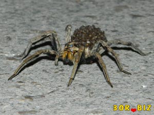 Тарантул, ядовитый паук