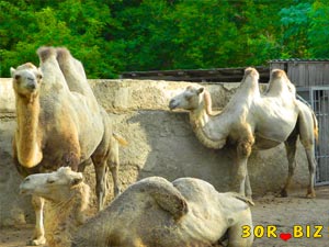 Двугорбые верблюды, зоопарк, Одесса