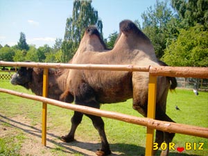 Двугорбый верблюд, бактриан, зоопарк, Минск
