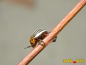 Колорадский жук