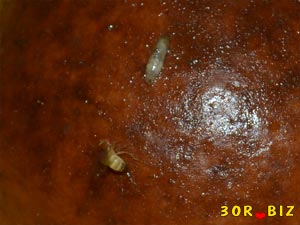 Личинка и муха дрозофила
