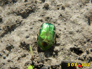 Зелёный жук бронзовка обыкновенная на земле