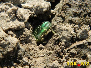 Зелёный жук роется в земле