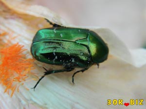 Зелёный жук сидит на белом ирисе