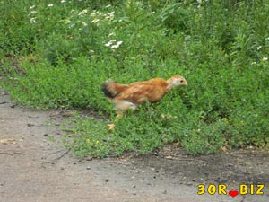 Бегущий цыплёнок