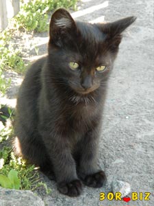 Чёрный кот гроза мышей