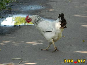 Курица на дороге