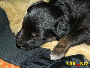 Маленький щенок чёрного цвета
