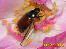 Пазл жук хрущик садовый на розе