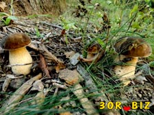 Пазл белые грибы