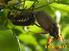 Пазл майские жуки