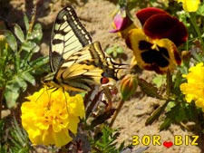 Пазл бабочка махаон