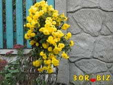 Пазл жёлтые хризантемы